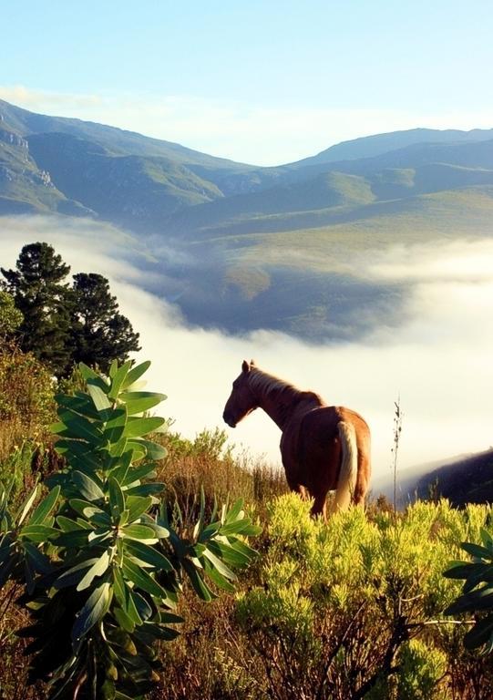فيلا Akasha Mountain Retreat, New Location هايدلبرغ المظهر الخارجي الصورة